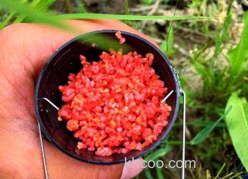 冬季钓鲫鱼打窝是麝香米好还是酒米好