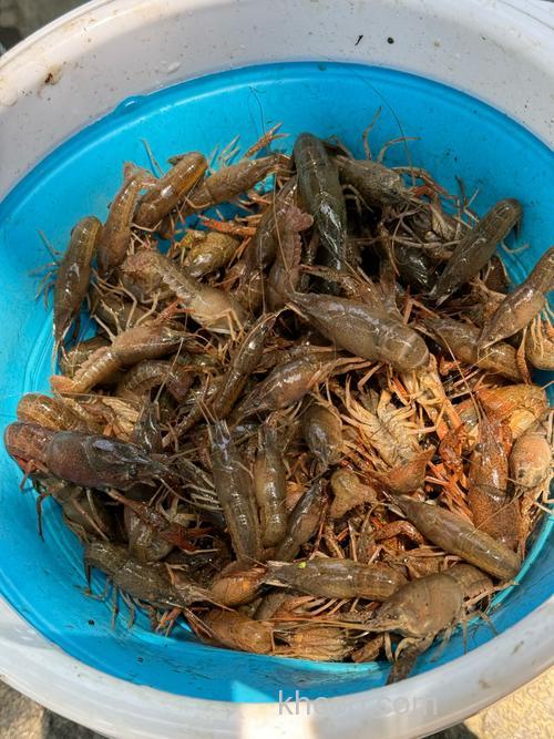 小龙虾肉钓鱼效果怎么样？
