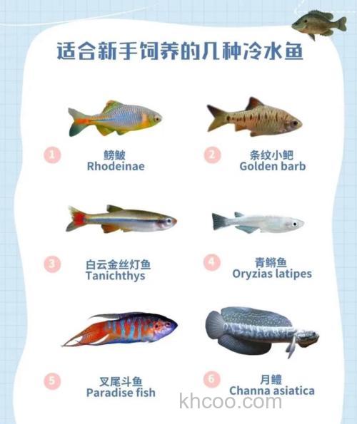 鳑鲏鱼是冷水鱼吗?鳑鲏鱼水温多少合适？