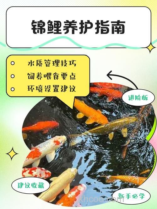 北方地区建设锦鲤鱼池锦鲤度过冬季、夏季注意事项