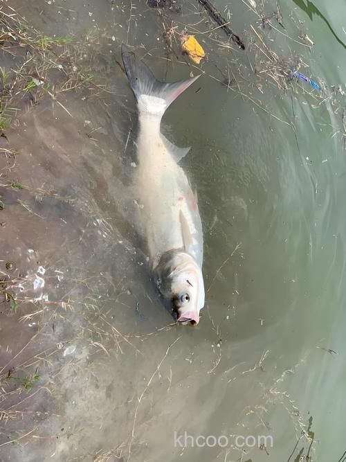 冬天钓鲢鳙很难钓吗？