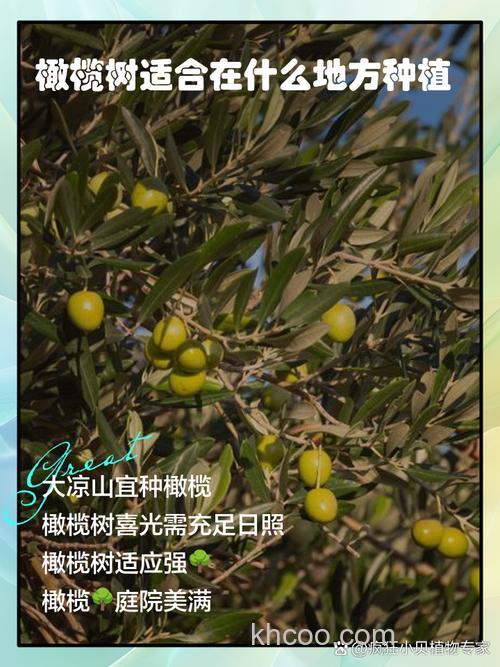 橄榄树适合在哪里种植 橄榄树种在什么地方容易成活