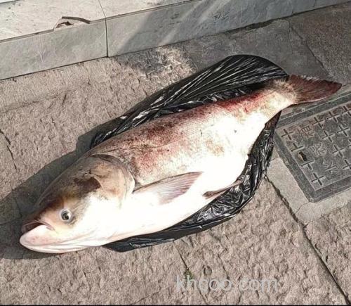 胖头鱼吃什么东西才好钓？