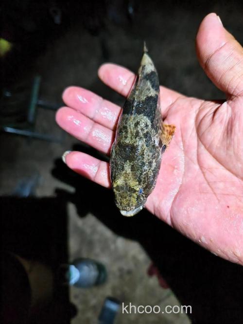 钓到趴地虎就说明没鱼吃了吗？