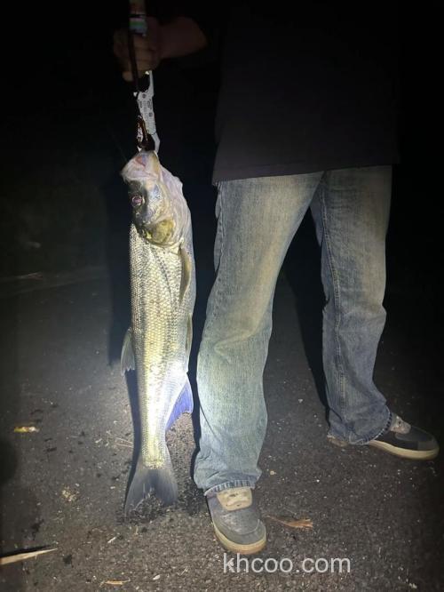 翘嘴为什么晚上不开口？