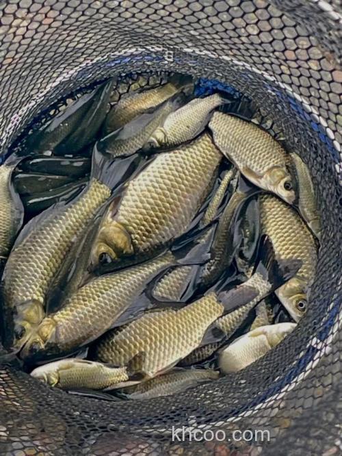 在水库钓鲫鱼用什么食好