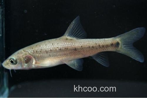 鲈鲤鱼是保护动物吗？一文带你了解