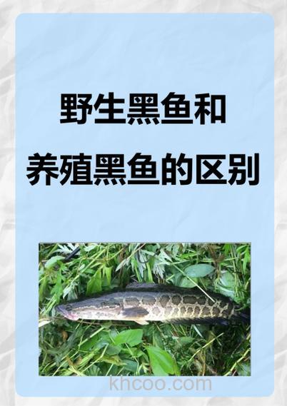 为啥老渔民都用小杂鱼钓黑鱼，而不用蚯蚓？