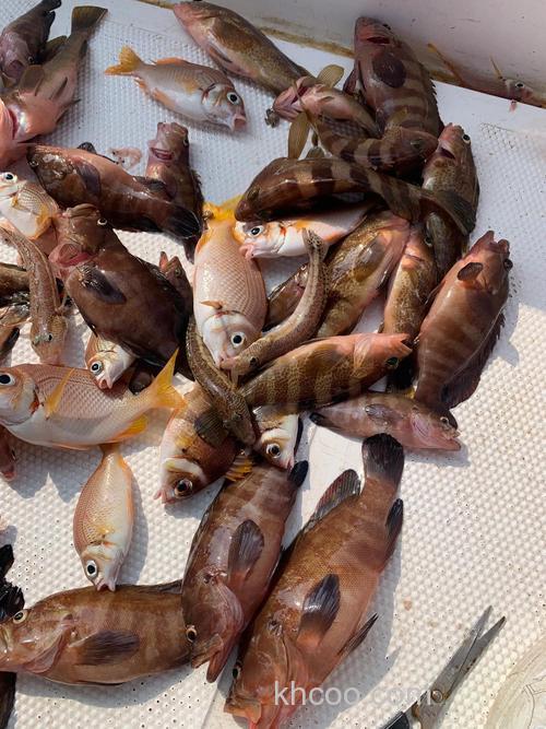 什么肉可以钓海鱼？