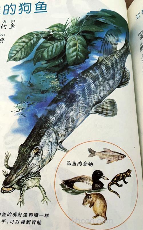 探秘狗鱼：神秘名字背后的独特鱼类