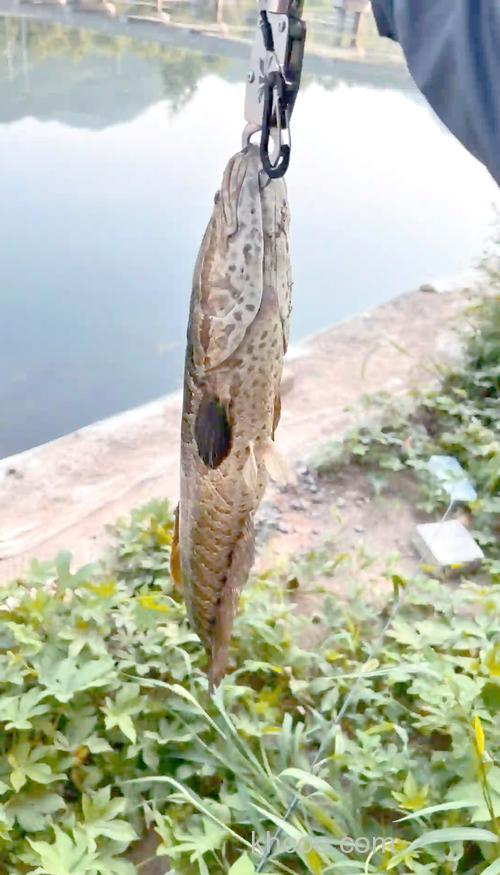 自然水域中钓黑鱼，声诱探钓的奇效