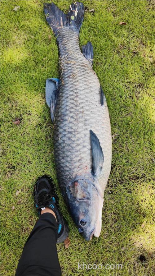 钓青鱼几月份最好钓？