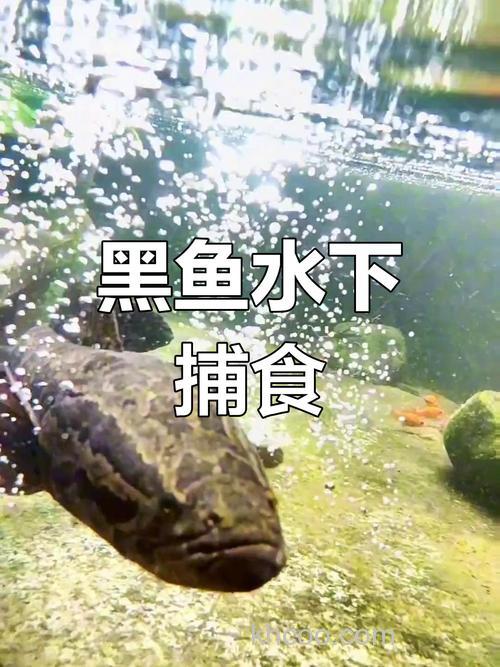 简单4招，轻松擒获水中黑鱼