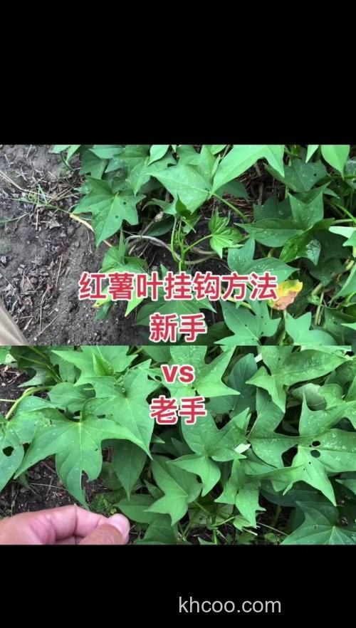 蕃薯钓鱼怎么挂钩