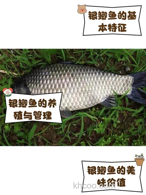 银鲫鱼怎么钓？