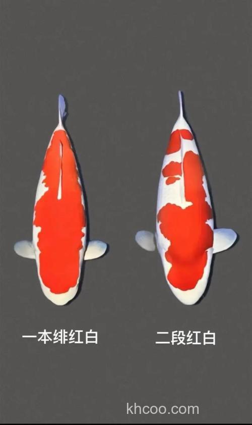 锦鲤的等级怎么划分