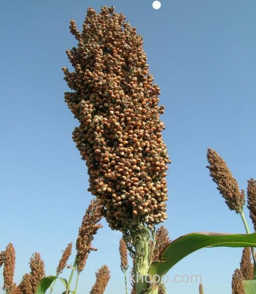 如何泡谷子包谷钓鱼