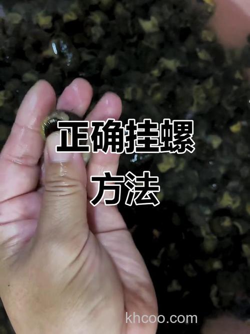 田螺钓鱼最佳配方？