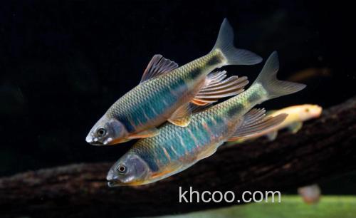 钓鱼：自己钓的几条小鱼，放在鱼缸里也挺好看的