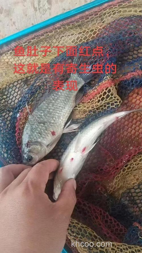 鲫鱼绦虫怎么处理？