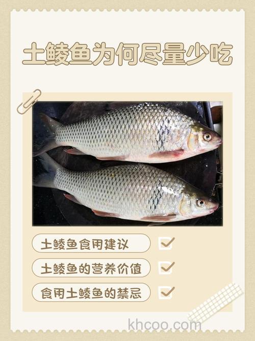 鲮鱼吃不吃玉米？