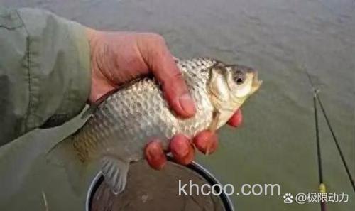 夏天钓鲫鱼的杀手锏