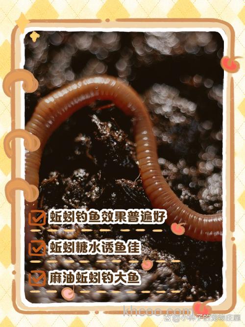 蚯蚓蘸什么上鱼最快？