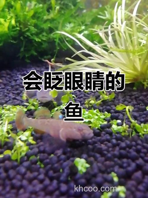 鱼会眨眼睛吗？鱼会眨眼睛是成精了吗？