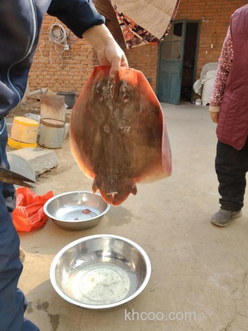 羊粪可以养什么鱼？