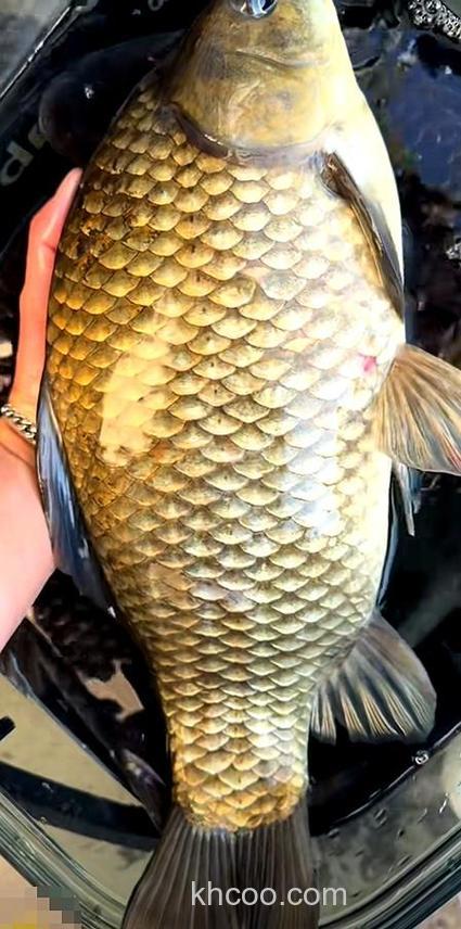 土鲫鱼一年长多大?土鲫鱼最大能长多少斤?