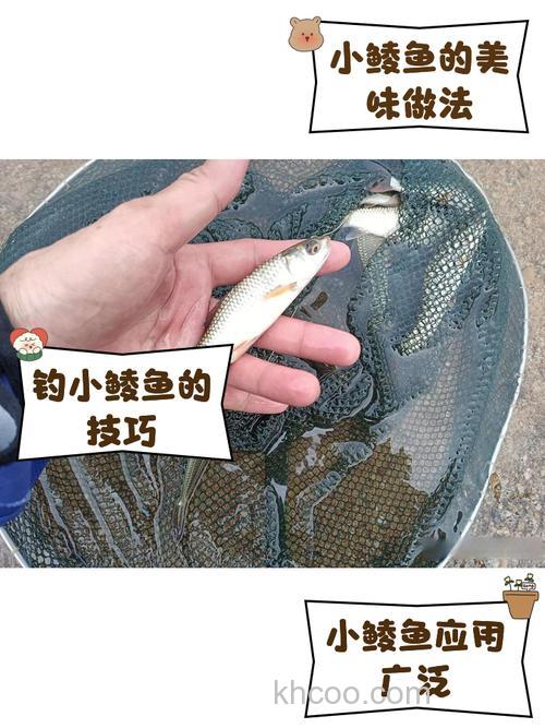 老钓手的这些垂钓鳊鱼的小经验，钓友们不妨多了解一下