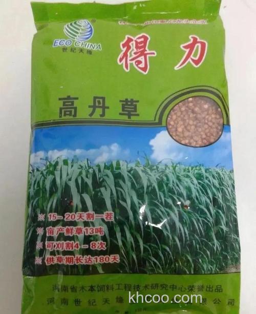 高丹草和甜高粱哪个喂羊效果好？