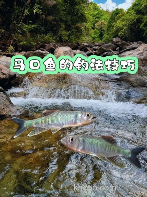 秋季马口鱼怎么钓？