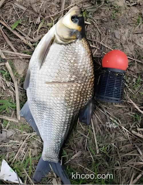 天热鳊鱼最好钓