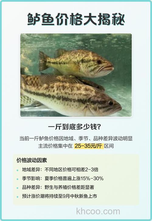 鲈鲤鱼价格大揭秘：多少钱一斤？