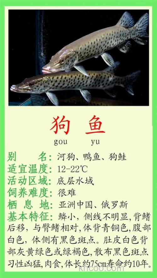 狗鱼多少钱一斤?狗鱼价格与家常美味烹饪指南