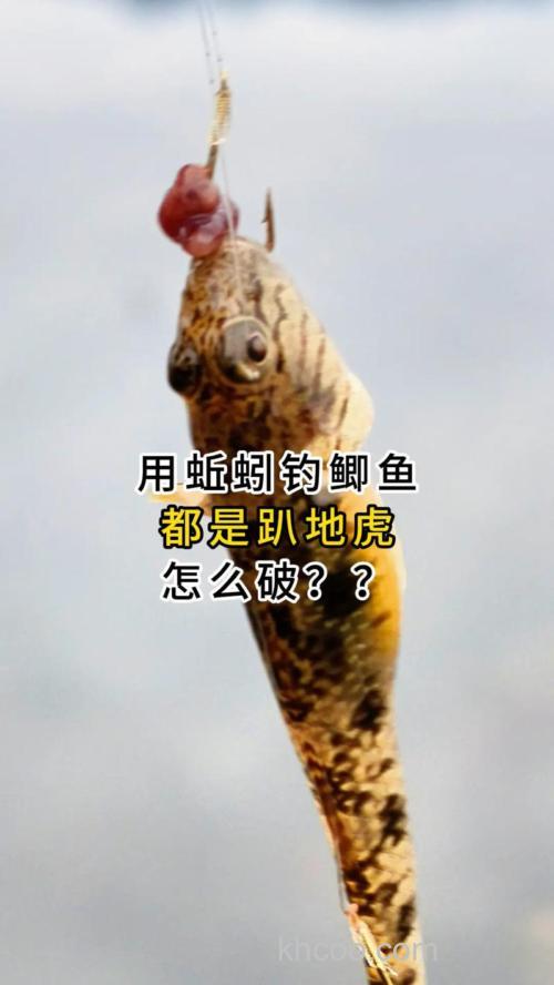 窝子里全是趴地虎怎么办？