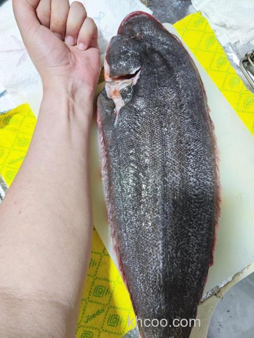 什么鱼最白痴？ 什么鱼最便宜？