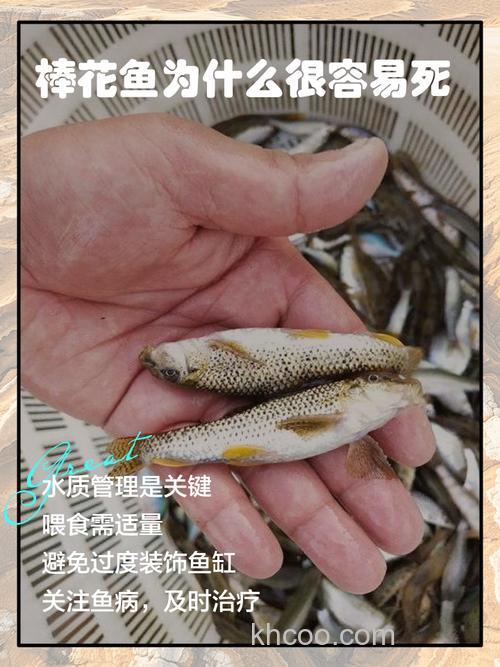 棒花鱼怎么养在鱼缸里？