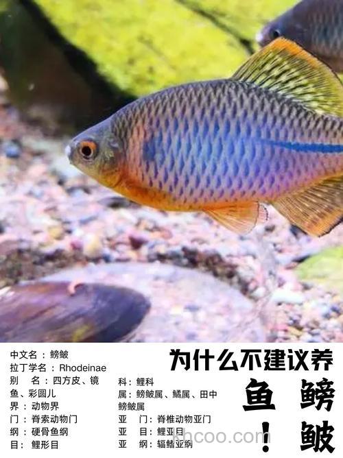鳑鲏鱼为什么不建议养？