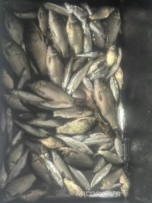 别错过！开春野钓要把握的3个黄金时间段，鱼获满满到爆护