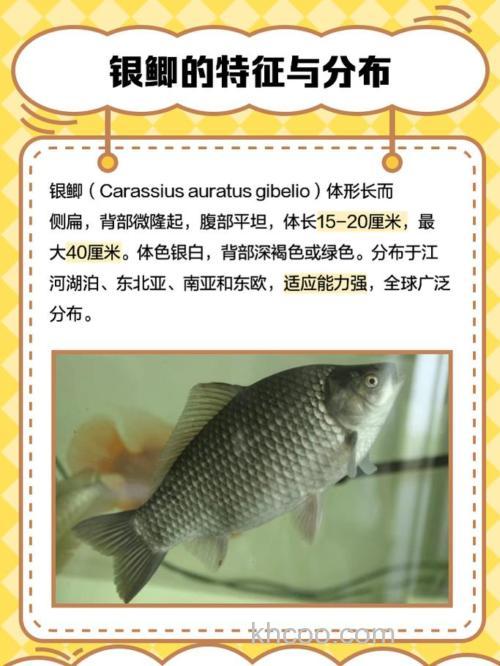 银鲫是野生的吗?银鲫会自然繁殖吗?