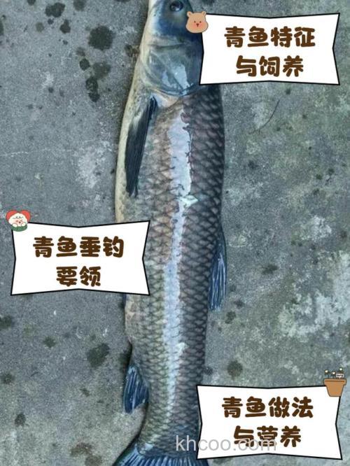 青鱼的钓点和钓的区别