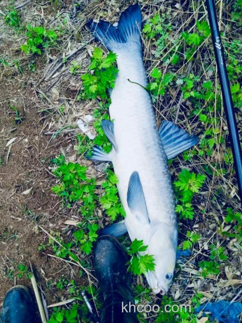 大青蚯蚓钓草鱼效果？