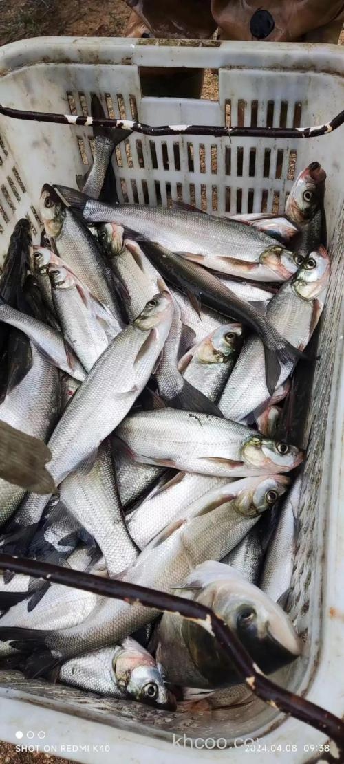 刁子鱼刺多吗?刁子鱼是发物鱼吗?