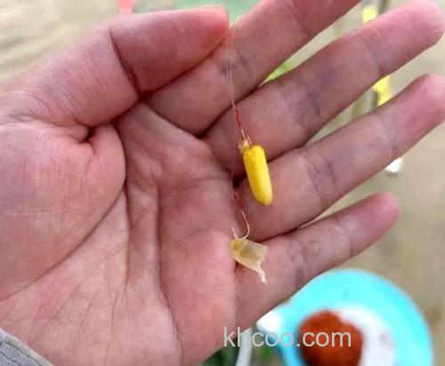 玉米钓草鱼一口没有怎么办？