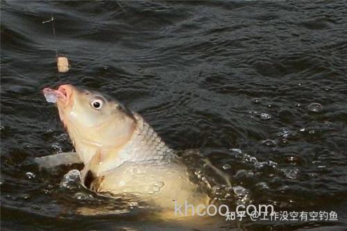 猪肝泡白酒钓鲤鱼绝招？