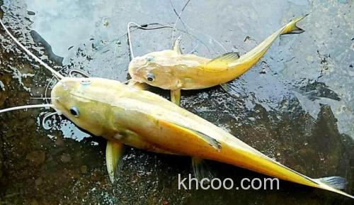 探秘芝麻剑：珍稀鱼种的身份与保护现状