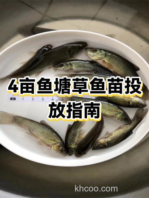 4亩的鱼塘,水浅30公分左右,怎样钓大草鱼？