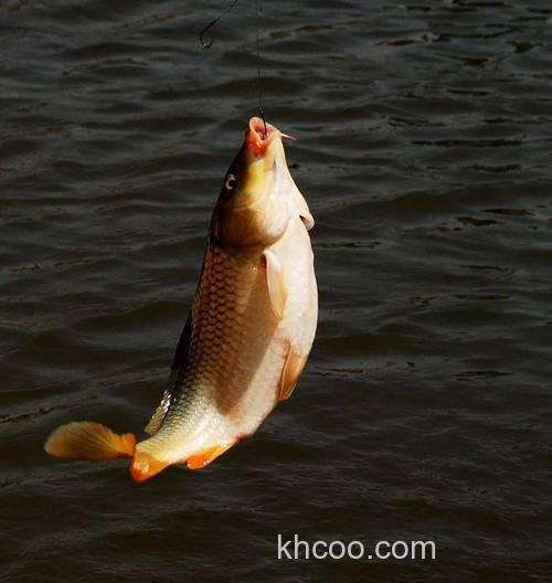 鲤鱼用什么钓好